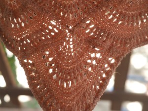 Cotton shawl, still wet from the Advocado pit dye