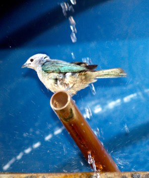sanhaço-azul / Thraupis sayaca / The sayaca tanager