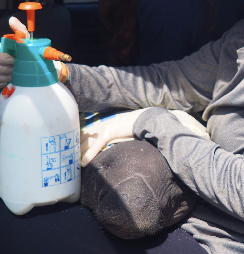 keeping the manatee hydrated