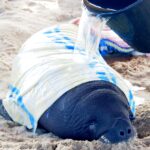 pouring water over a baby manatee to keep it hydrated