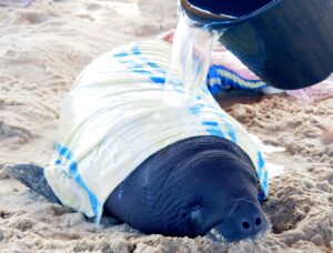 pouring water over a baby manatee to keep it hydrated