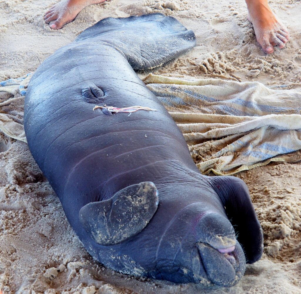 Baby manatee washed up on the beach, it still has its umbilical cord attached