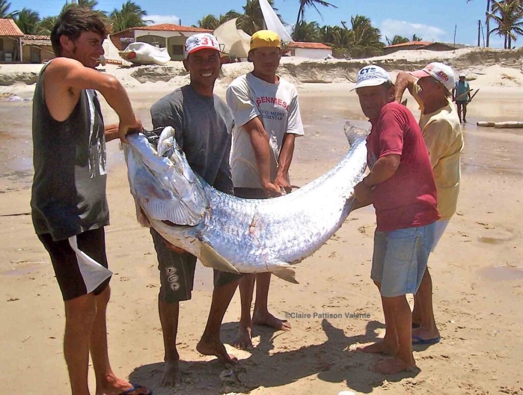 group of men on the beach lifting up a 70 + kg tarpon/ camurupim