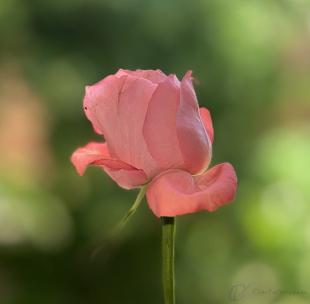 A pink rose