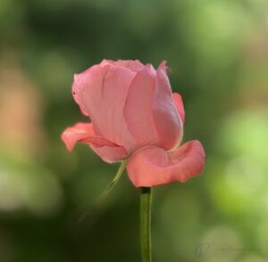 A pink rose