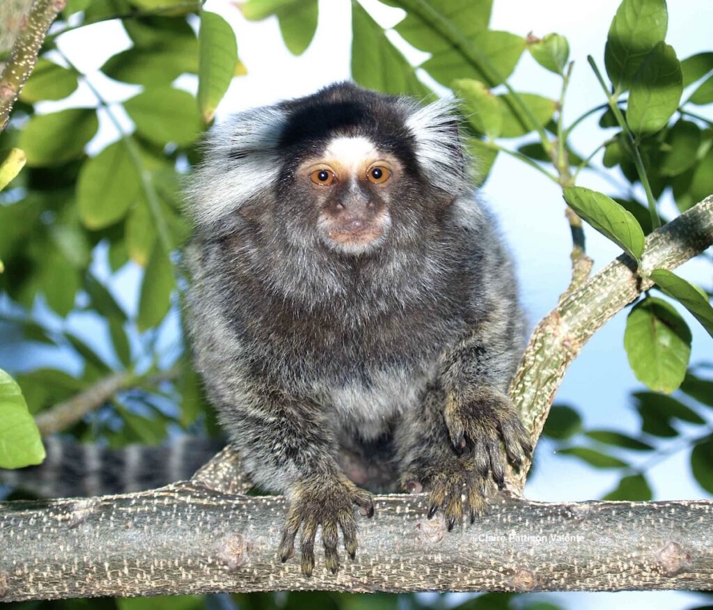 Soim (Callithrix jacchus), Prainha do Canto Verde, NE Brazil