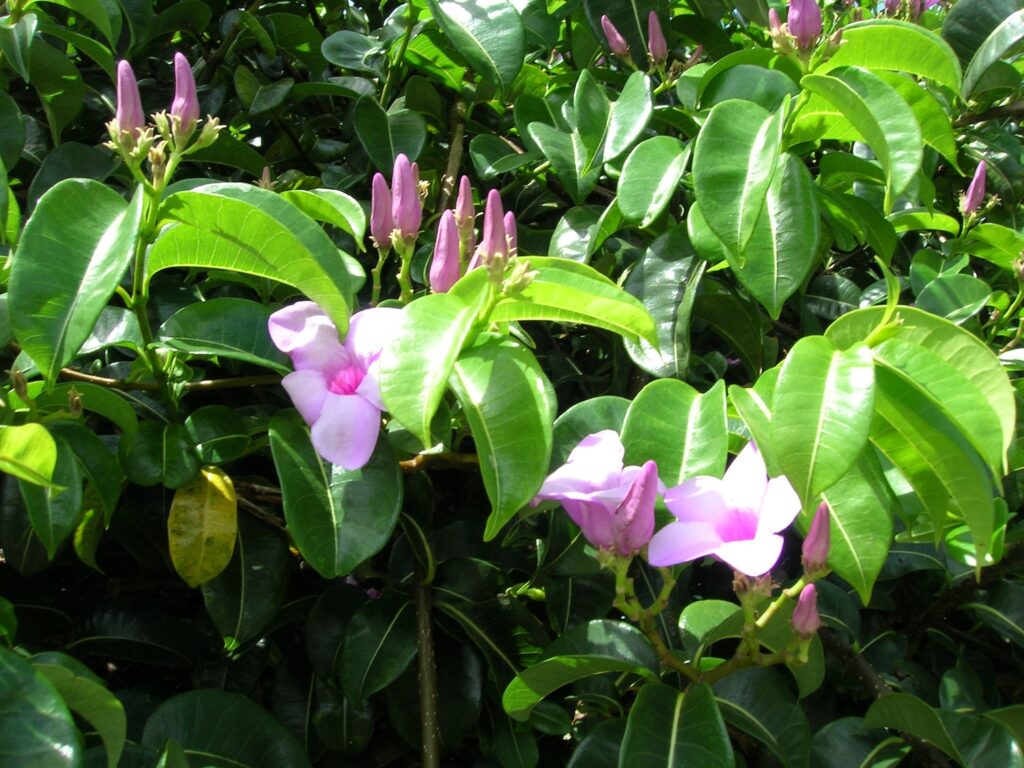 Women of the coast - Seminar cryptostegia madagascariensis