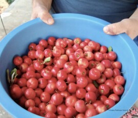 Acerola, Prainha do Canto Verde, nordest Brazil