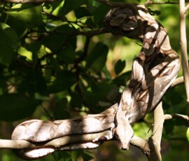 Boa constrictor