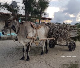 a large bull yoked to a cart loaded with sugarcane.