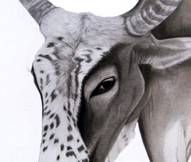 Bull, Charcoal and Pencil charcoal and pencil drawing of a bull's head