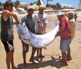 Grupo de homens na praia levantando um tarpão/camurupim de mais de 70 kg.