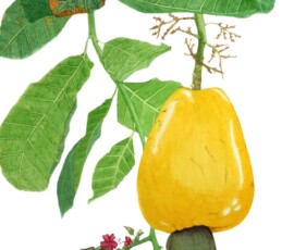 watercolour of a ripe cashew fruit with leaves and flowers