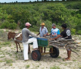 men gathered around a donkey cart with a load of stakes made of cut branches