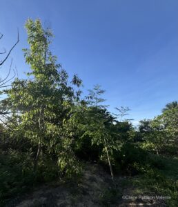 Healthy young trees, including Eucalyptus, Moringa, Cashew and others. healthy young trees, including eucalyptus, moringa, cashew and others.