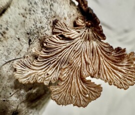 fungi