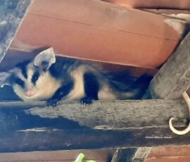 Gambá / Cassaco (Didelphis albiventris) Prainha do Canto Verde, NE Brazil