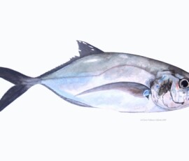 Watercolour painting of a Horse-eye jack fish