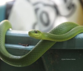 Cobra verde (philodryas olfersii), Prainha do Canto Verde, nordeste Brasil
