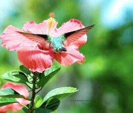 Emerald Hummingbird, Prainha do Canto Verde, NE Brazil