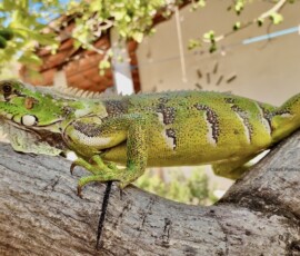 Iguana (Iguana iguana) Prainha do Canto Verde, nordeste Brasil