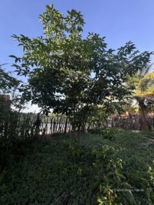 Ipê Roxa (Handroanthus impetiginosus ) ipê roxa (handroanthus impetiginosus )