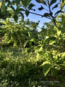 Uma muda de Jenipapo (Genipa americana) com um Jacarandá (Jacaranda brasiliana) atrás. uma muda de jenipapo (genipa americana) com um jacarandá (jacaranda brasiliana) atrás.