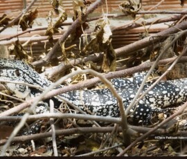 Argentine black and white tegu (Salvator merianae), Prainha do Canto Verde, NE Brazil