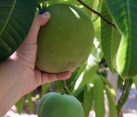 Mango on the tree, Prainha do Canto Verde, NE Brazil