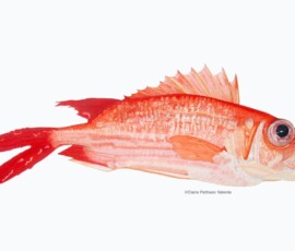 Pintura em aquarela de um peixe mariquita