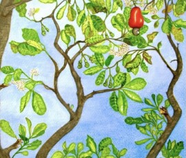 Pintura em aquarela de uma árvore com um caju maduro.
