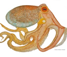 Watercolour painting of an octopus