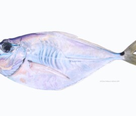 Pintura em aquarela de um peixe Palombeta