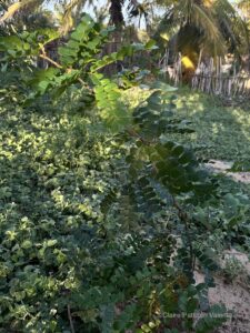 Pau Brasil (Paubrasilia echinata) pau brasil (paubrasilia echinata)