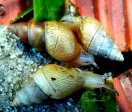 Snails, Prainha do Canto Verde, NE Brazil
