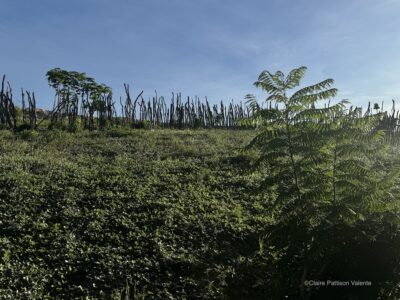 Timbaúba (Enterolobium contortisiliquum)canto superior esquerdo. Jacarandá brasiliana canto inferior direito. mudas de timbaúba (enterolobium contortisiliquum) e jacarandá brasiliana.