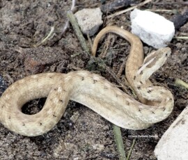 Petrolina Mock Viper (Dryophylax phoenix)