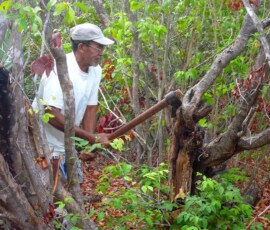 working in the forest