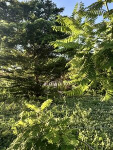 A tall Madagascar almond (Terminalia mantaly) with a Jacaranda brasiliana in the foreground a tall Madagascar almond (terminalia mantaly) with a jacaranda brasiliana in the foreground