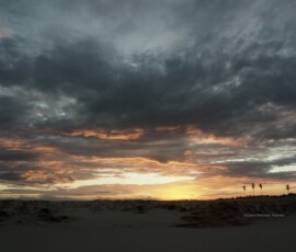 Sunset with palm trees, Prainha do Canto Verde